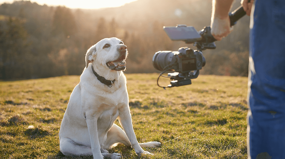 32 Videography Business Ideas