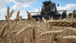 Nigeria set to receive grain imports from Ukraine despite the war 